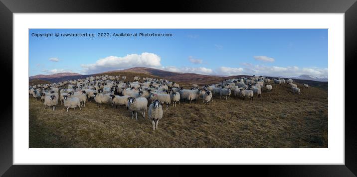 Scottish Blackface Sheep Herd Panorama Framed Mounted Print by rawshutterbug 