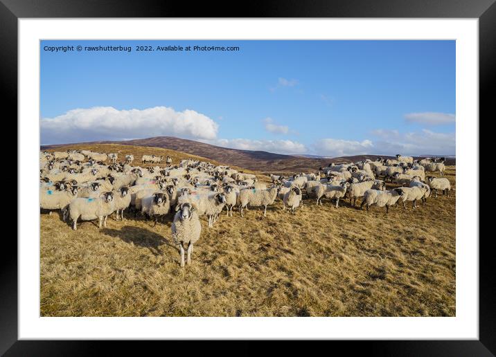 Majestic Scottish Blackface Sheep Herd Grazing in  Framed Mounted Print by rawshutterbug 