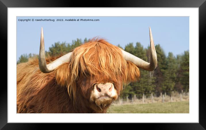 Shaggy-Haired Highland Cow Framed Mounted Print by rawshutterbug 