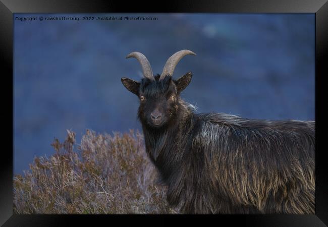 Scottish Wild Goat Framed Print by rawshutterbug 