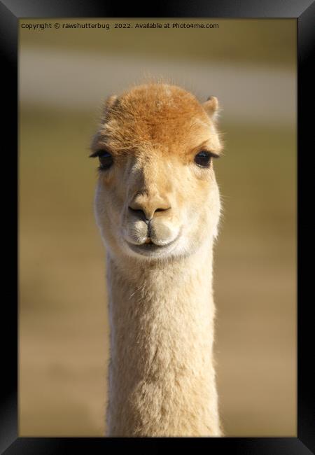 Vicuna Framed Print by rawshutterbug 