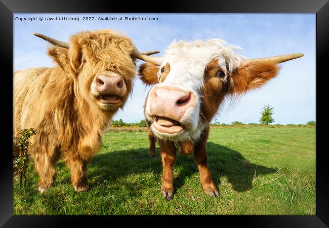 Funny Highland Cows Framed Print by rawshutterbug 