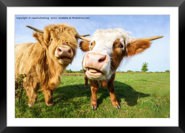 Funny Highland Cows Framed Mounted Print by rawshutterbug 