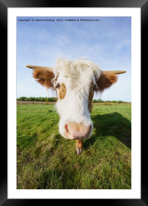 Highland Cow Getting Close Framed Mounted Print by rawshutterbug 