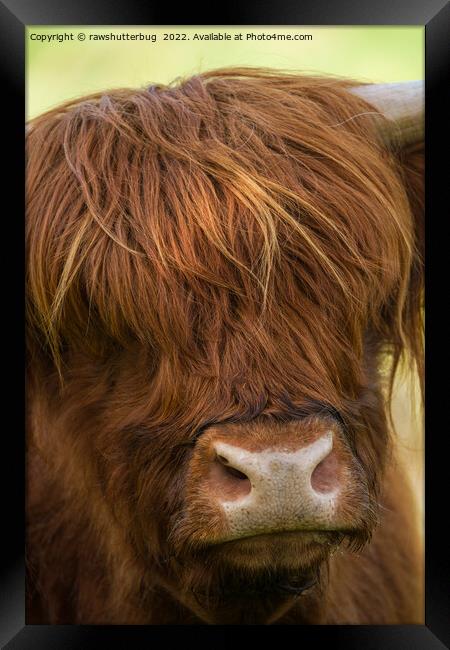 Highland Cow Face Framed Print by rawshutterbug 