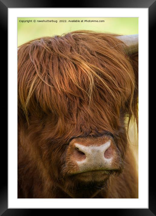 Highland Cow Face Framed Mounted Print by rawshutterbug 