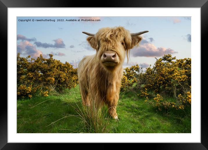 Young Highland Cow Framed Mounted Print by rawshutterbug 