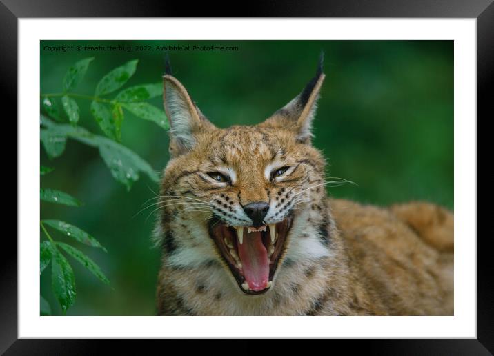 Lynx Showing His Teeth Framed Mounted Print by rawshutterbug 