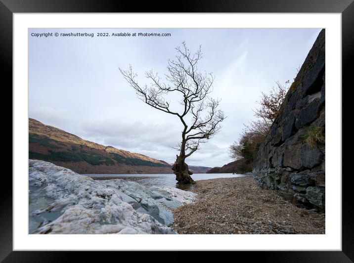 Loch Lomond Firkin Point Single Tree Framed Mounted Print by rawshutterbug 