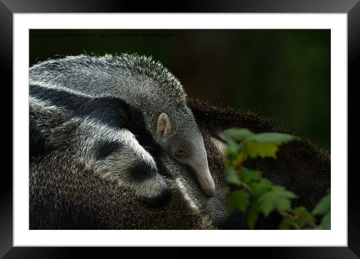 Giant Baby Anteater Holding On To Mum Framed Mounted Print by rawshutterbug 
