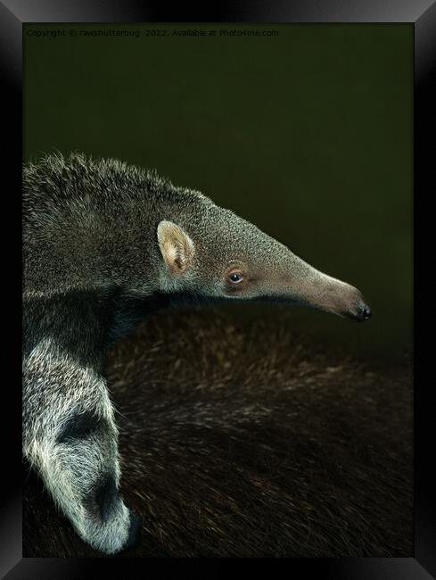 Giant Anteater Baby Framed Print by rawshutterbug 
