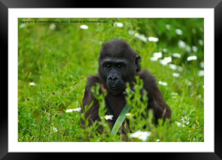 Gorilla Baby Hiding In The Grass Framed Mounted Print by rawshutterbug 