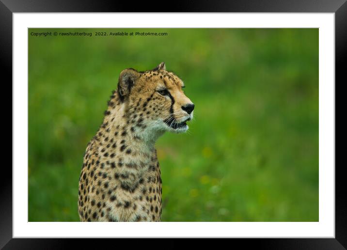 Cheetah On A Lookout Framed Mounted Print by rawshutterbug 