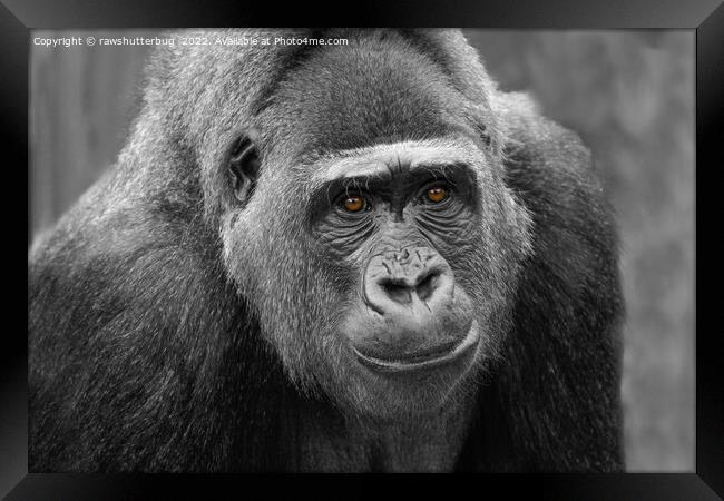 Gorilla's Face Framed Print by rawshutterbug 