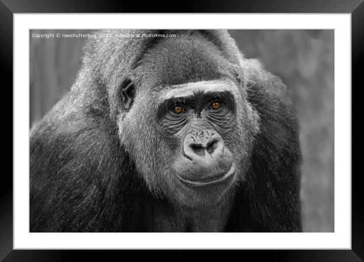 Gorilla's Face Framed Mounted Print by rawshutterbug 