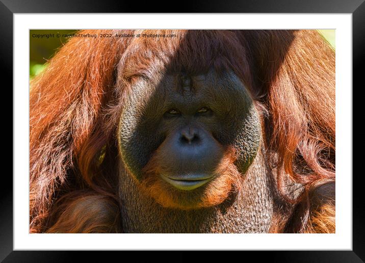 Flanged male orangutan close-up Framed Mounted Print by rawshutterbug 