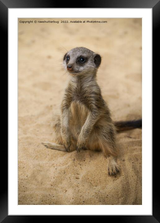 Baby Meerkat Sitting In The Sand Framed Mounted Print by rawshutterbug 