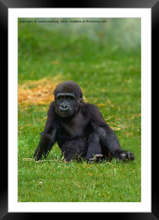 Gorilla Baby Sitting In The Grass Framed Mounted Print by rawshutterbug 