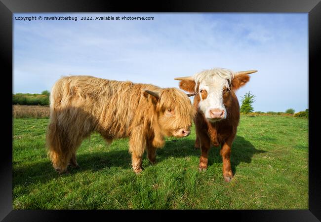 Young Highland Cows Framed Print by rawshutterbug 