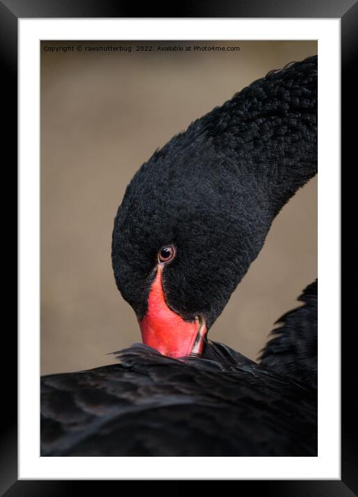 Black Swan Framed Mounted Print by rawshutterbug 