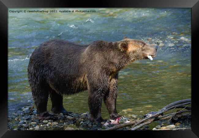 Wild Bear Got His Salmon At Toba Inlet Framed Print by rawshutterbug 