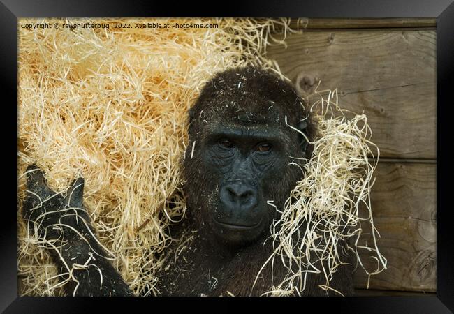 Gorilla And His Wood Wool Framed Print by rawshutterbug 