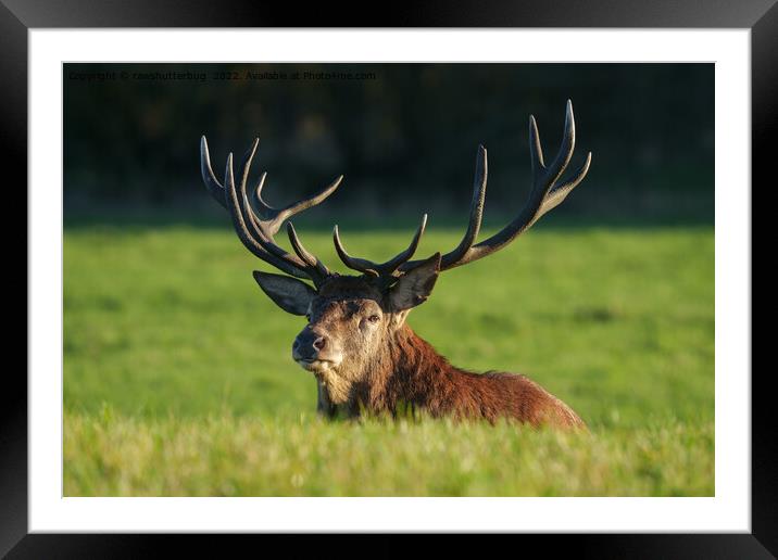 The Regal Stag in Serene Surroundings Framed Mounted Print by rawshutterbug 