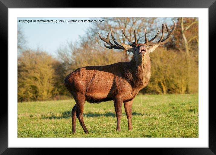 Bellowing Red Deer Stag  Framed Mounted Print by rawshutterbug 
