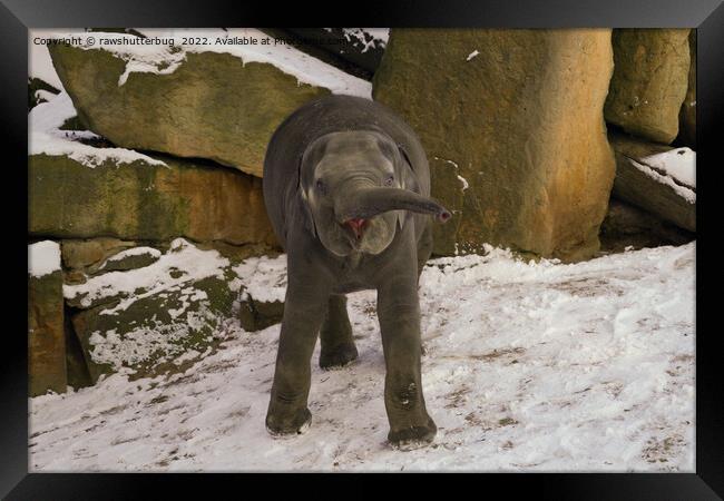 Trumpeting Baby Elephant In The Snow Framed Print by rawshutterbug 