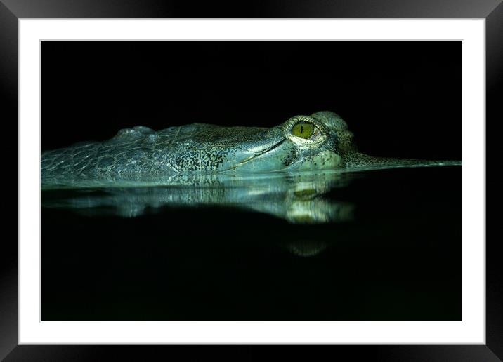 The Eye Of The Gharial Framed Mounted Print by rawshutterbug 