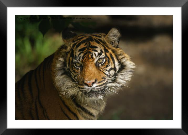 Tiger Stare Framed Mounted Print by rawshutterbug 