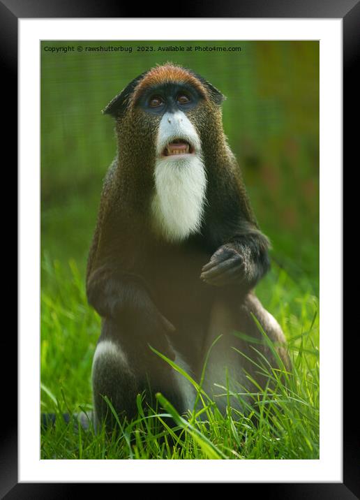 De Brazza's monkey Framed Mounted Print by rawshutterbug 