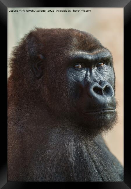 Gorilla Lope Close-up Framed Print by rawshutterbug 