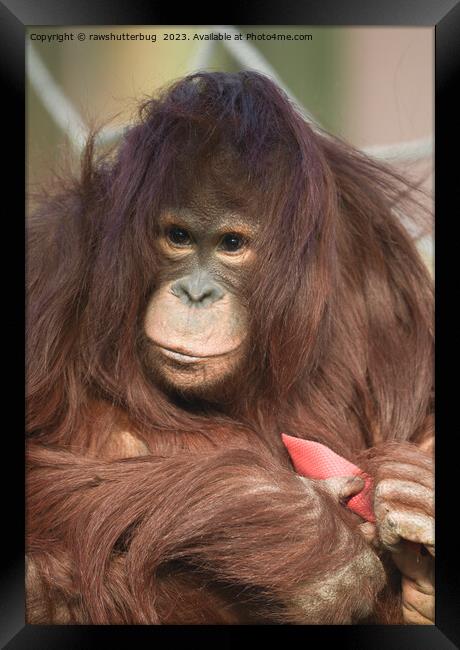 Orangutan Kayan Framed Print by rawshutterbug 