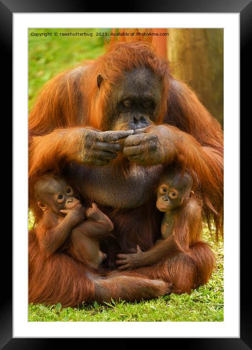 Orangutan Mother and Babies Framed Mounted Print by rawshutterbug 