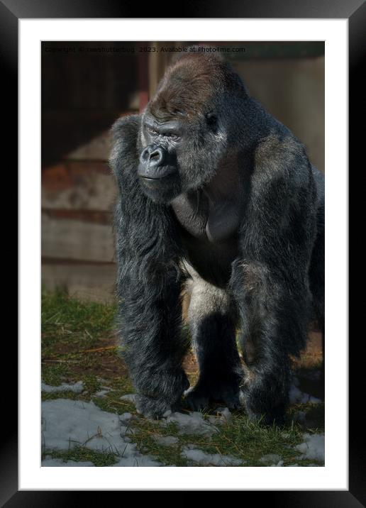 Silverback On A Cold Day Framed Mounted Print by rawshutterbug 