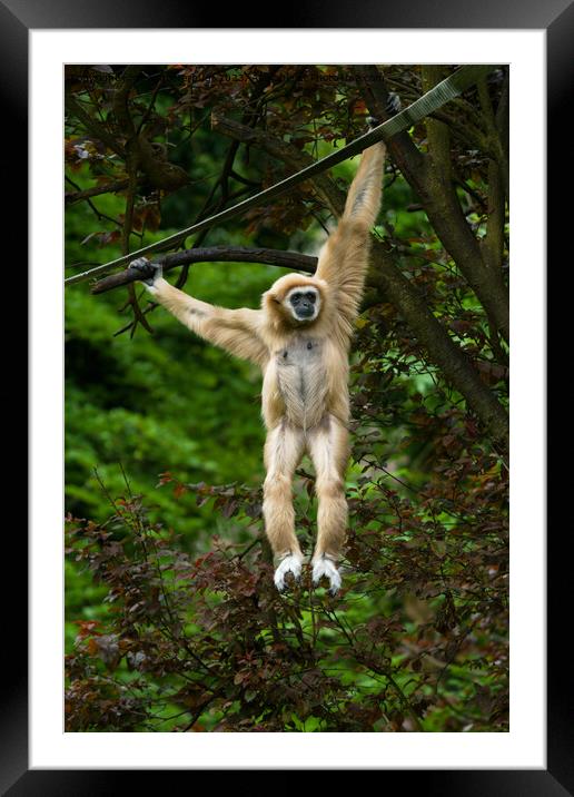 Lar Gibbon Hanging From The Tree Framed Mounted Print by rawshutterbug 