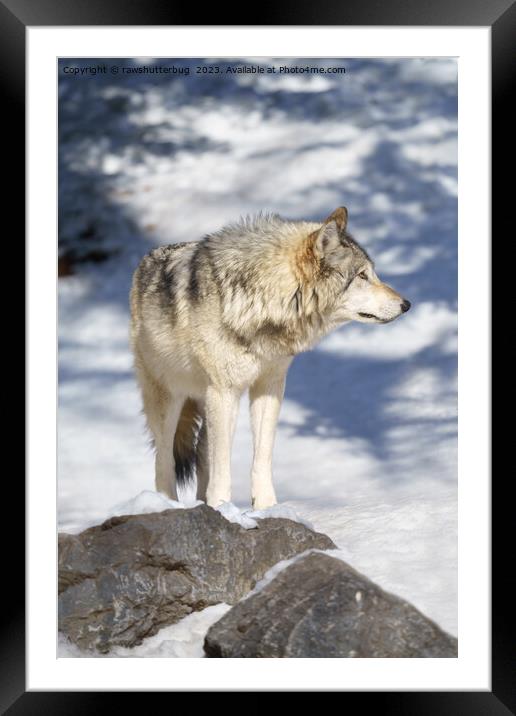 Grey Wolf In The Snow Framed Mounted Print by rawshutterbug 