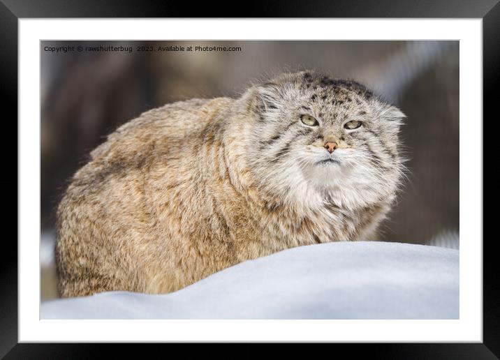 Pallas Cat in Winter Wonderland Framed Mounted Print by rawshutterbug 