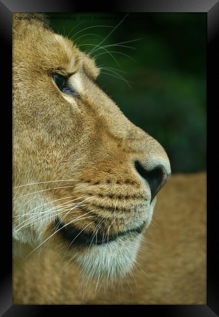Lioness Portrait Framed Print by rawshutterbug 