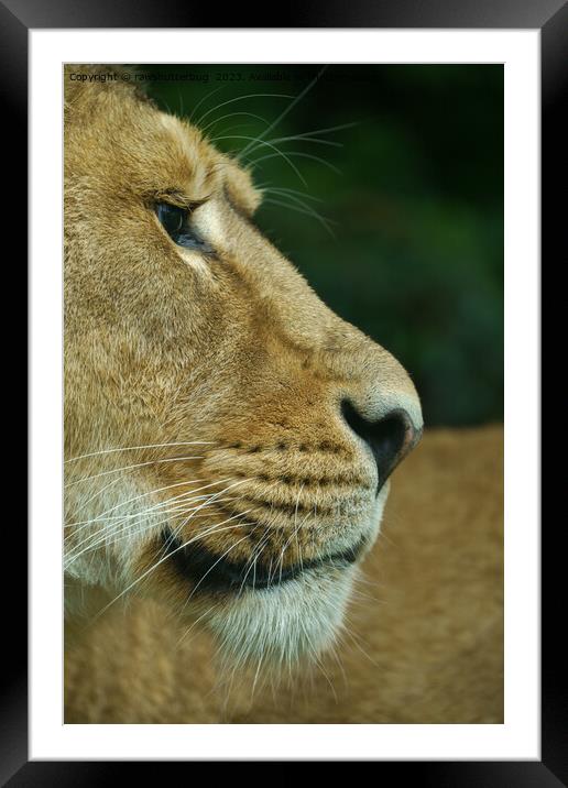 Lioness Portrait Framed Mounted Print by rawshutterbug 