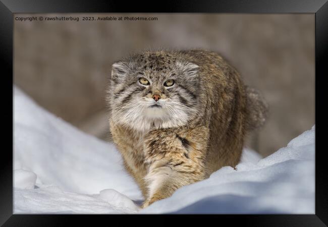 Pallas Cat in the snow Framed Print by rawshutterbug 