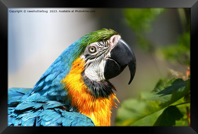 Vibrant Colourful Macaw Framed Print by rawshutterbug 
