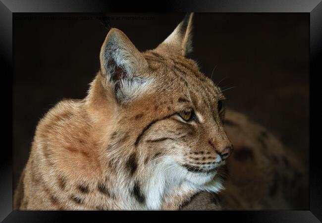  Intense Gaze: Close-up of a Lynx Framed Print by rawshutterbug 