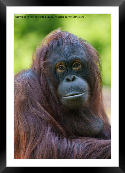 Soulful Orangutan Portrait Framed Mounted Print by rawshutterbug 