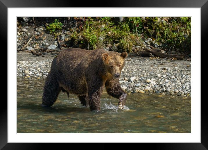 Wild Grizzly Bear At The Orford River Framed Mounted Print by rawshutterbug 