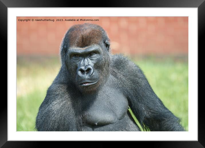 Blackback Gorilla Lope Portrait Framed Mounted Print by rawshutterbug 