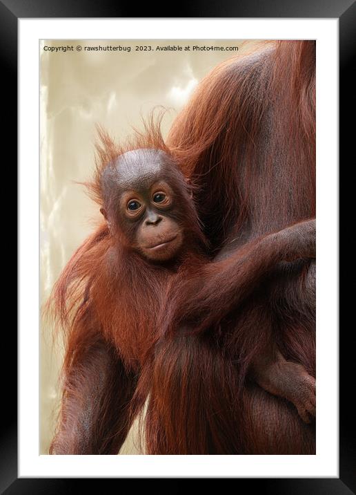 Hair-raisingly Cute - The Adorable Baby Orangutan Framed Mounted Print by rawshutterbug 