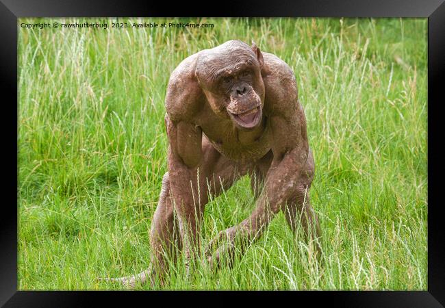 Jambo The Unique Hairless Chimp Framed Print by rawshutterbug 