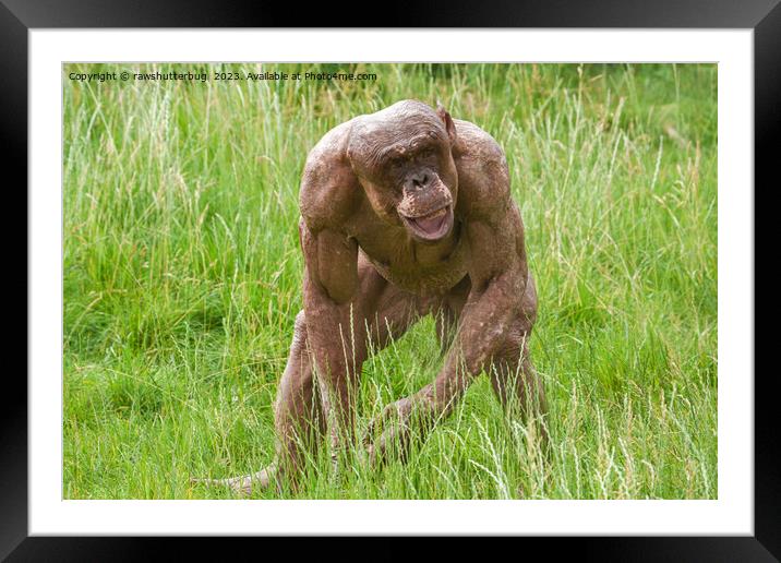 Jambo The Unique Hairless Chimp Framed Mounted Print by rawshutterbug 